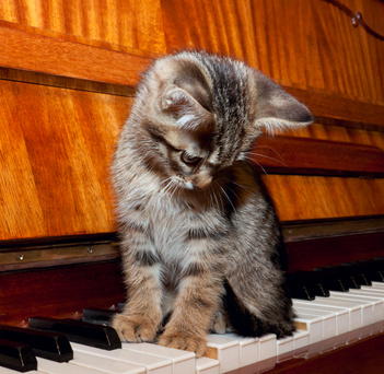 kitten on piano