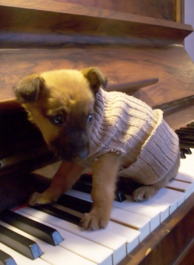 puppy-on-piano-anairam_zeravla-file5393416dc10a8